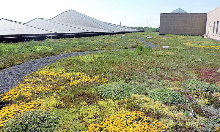 Oak Park Public Library Green Roof