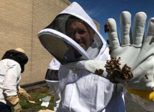 Bees on hand