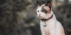 Cat looking pensive